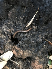 Paeromopodidae