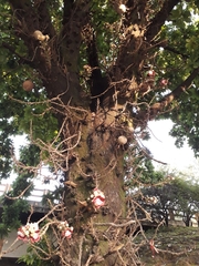 Couroupita guianensis