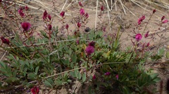 Indigofera capillaris