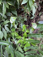 Arisaema grapsospadix