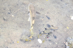 Ellochelon vaigiensis