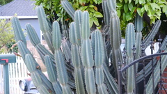 Cactoideae