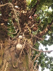 Couroupita guianensis