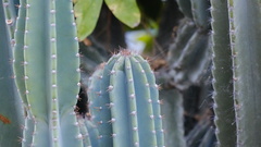 Cactoideae