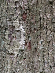 Lebeda nobilis