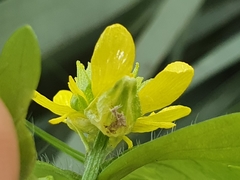 Image of Ranunculus muricatus