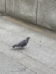 Columba livia domestica
