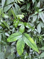 Arisaema grapsospadix