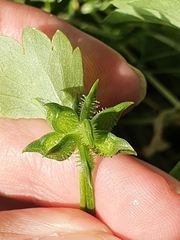 Ranunculus muricatus image