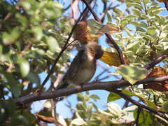 Malurus cyaneus cyaneus