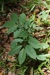 Diospyros virginiana image