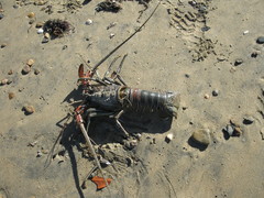 Panulirus versicolor