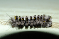 Lophocampa roseata
