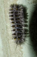 Lophocampa roseata