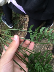 Asplenium gueinzianum