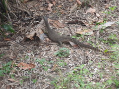 Varanus panoptes