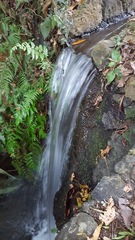 Polypodiopsida