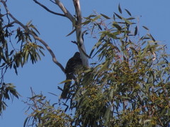 Anthochaera paradoxa paradoxa