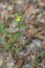Crocanthemum corymbosum