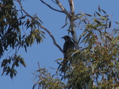 Anthochaera paradoxa paradoxa