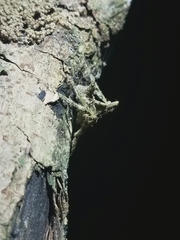 Pozonia