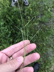 Schedonnardus paniculatus