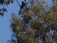 Anthochaera paradoxa paradoxa