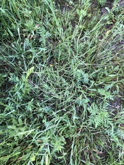 Schedonnardus paniculatus