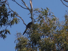 Anthochaera paradoxa paradoxa