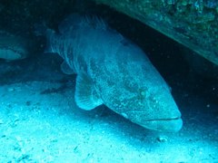 Epinephelus coioides