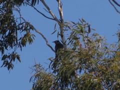 Anthochaera paradoxa paradoxa