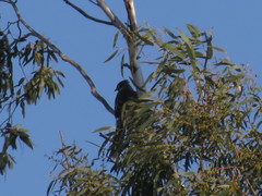 Anthochaera paradoxa paradoxa