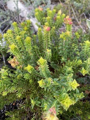 Penaea mucronata