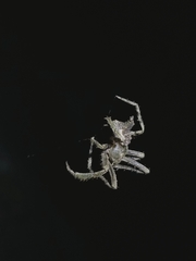 Pozonia