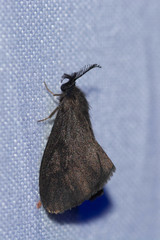 Cryptothelea gloverii