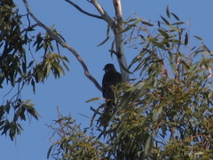 Anthochaera paradoxa paradoxa