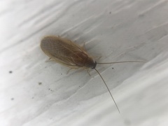 Compsodes schwarzi