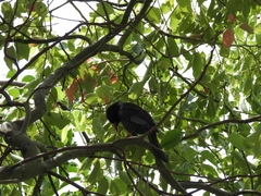 Hypsipetes leucocephalus