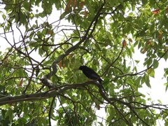 Hypsipetes leucocephalus