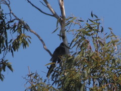 Anthochaera paradoxa paradoxa