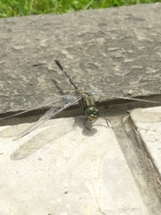 Orthetrum sabina