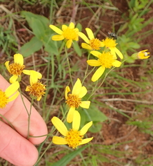 Senecio bupleuroides
