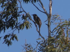 Anthochaera paradoxa paradoxa