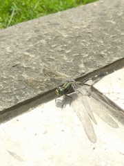 Orthetrum sabina