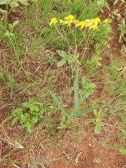 Senecio bupleuroides