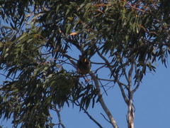 Anthochaera paradoxa paradoxa