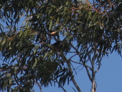 Anthochaera paradoxa paradoxa