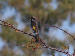 Phylidonyris novaehollandiae canescens