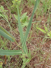 Senecio bupleuroides