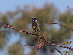 Phylidonyris novaehollandiae canescens